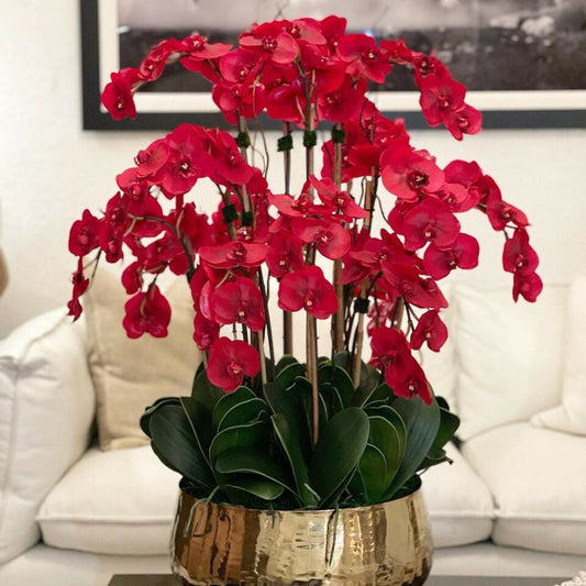 Orchidées Phalaenopsis rouges dans pot doré moyen