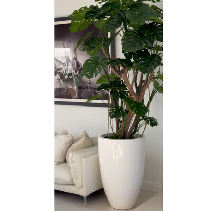 Arbre Monstera (feuille de costela-de-adão) dans pot blanc éclatant