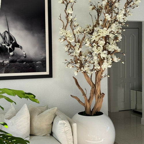 Magnolia blanc dans pot globe blanc brillant de 76 cm